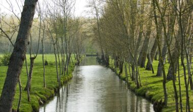Le Mazeau - Alignement de frêne têtards et de peupliers. Marais poitevin